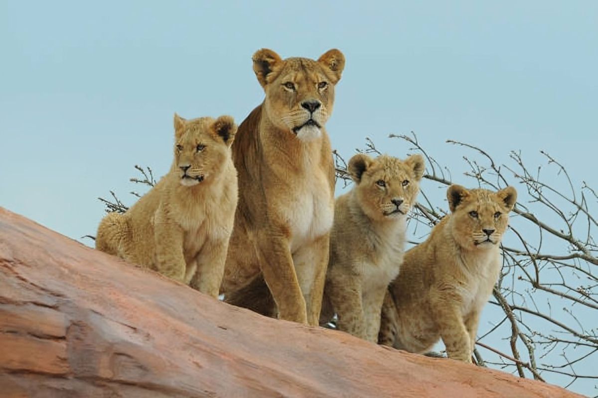 Attractions at West Midlands Safari Park