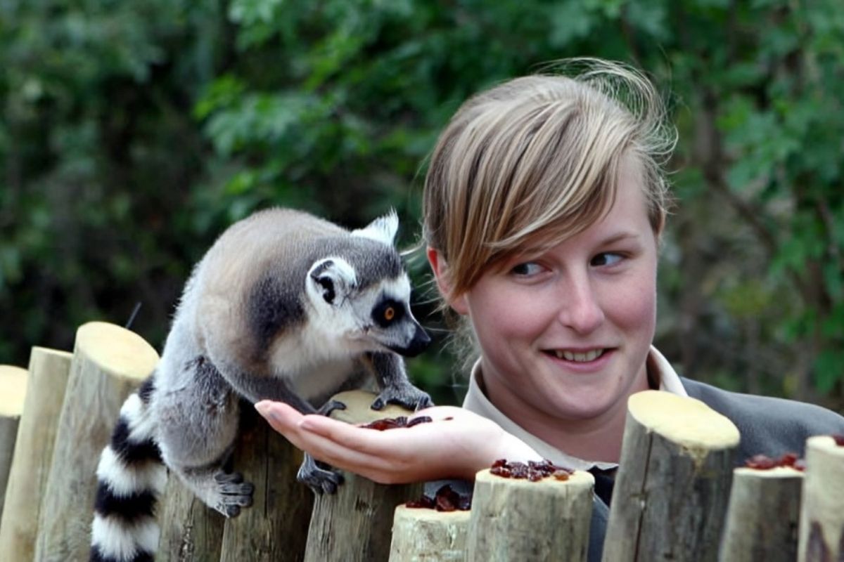 How to Reach West Midlands Safari Park