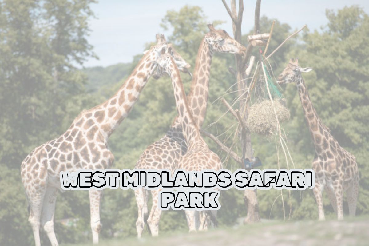 West Midlands Safari Park: A Fun Family Adventure
